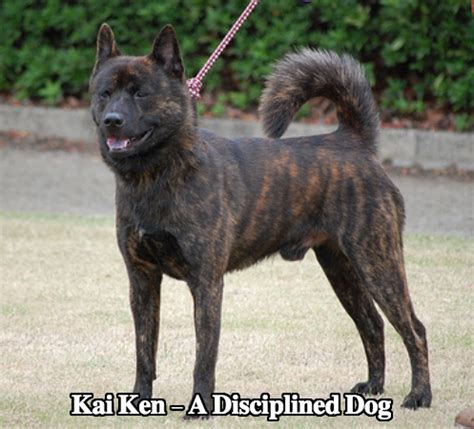 Kai Ken Dog Breed Temperament Diet And Training - Platpets - Training ...