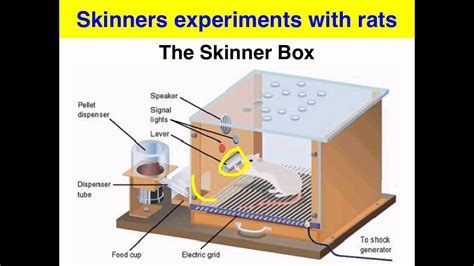 Experimento De Skinner