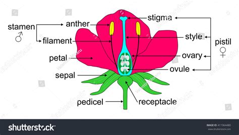 Educational Illustration Angiosperm Flower Morphology Stock Vector ...