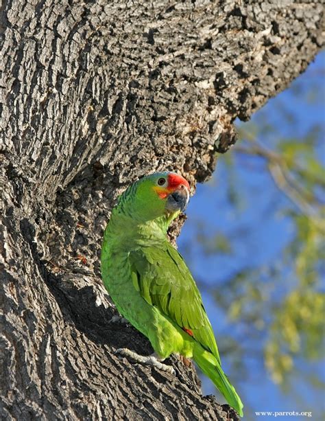 Parrot Encyclopedia | Red-lored Amazon | World Parrot Trust