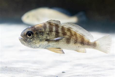 Photos: #blackdrum | Chesapeake Bay Program