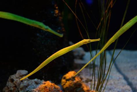 Pipefish: A Complete Care Guide For This Species