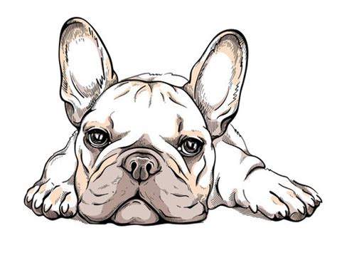 French Bulldog Drawing Images – Browse 19,451 Stock Photos, Vectors ...