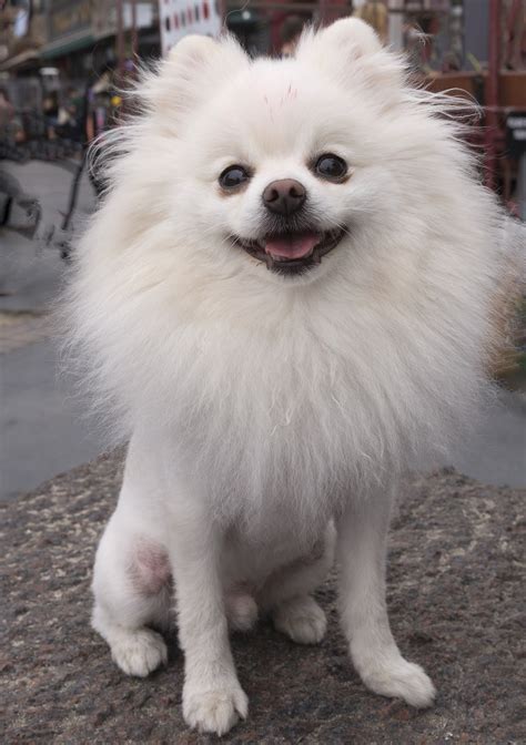 The Top 5 Pomeranian Haircut Styles | The Dog People by Rover.com