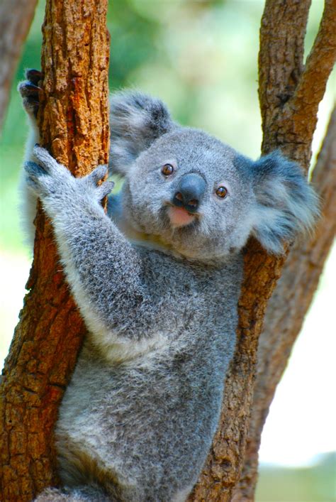 Baby Koala Pictures | Download Free Images on Unsplash