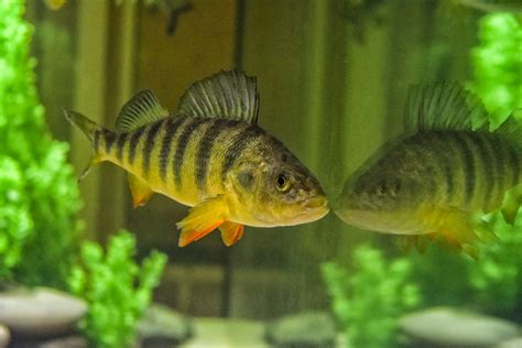 Yellow Perch | Squam Lakes Natural Science Center