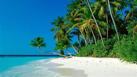 Palm Trees Beach Wallpapers Group (84+)