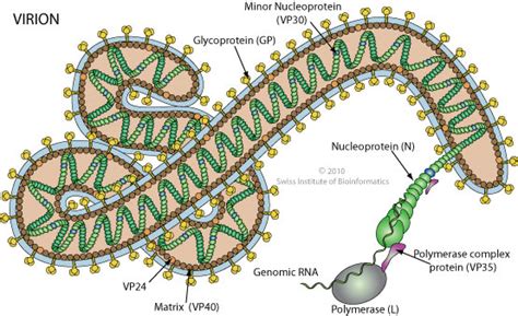 Ebola virus: Life cycle and pathogenicity in humans - ASK Scientific ...