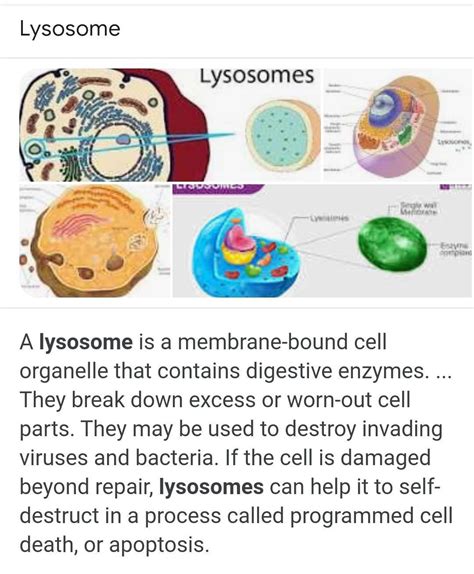 what is lysosomes? class 8 - Brainly.in