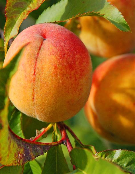 Peach Fuzz | A lot of the peaches on the peach tree in my ya… | Flickr