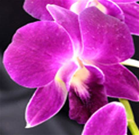 Buy Bulk Hot Pink Dendrobium Orchids At Wholesale Prices