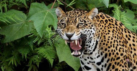 Jaguar Teeth: Everything You Need To Know - A-Z Animals