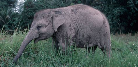 Habitat loss drives Sumatran elephants step closer to extinction | WWF