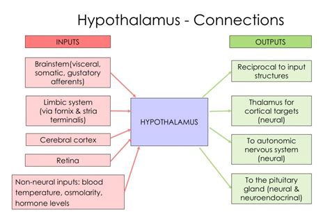 Describe the Functions of the Hypothalamus