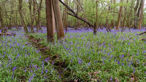 Bluebells in Spring stock photo. Image of bloom, blossom - 115366236