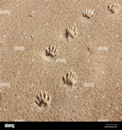 Raccoon tracks Stock Photo - Alamy