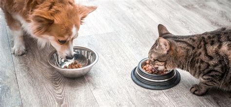 Is it safe for dogs to eat cats' food and cats to eat dogs' food?