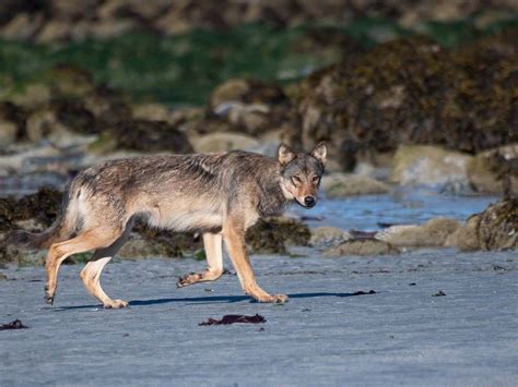 Documentary film follows three stories of wolves and human connection ...