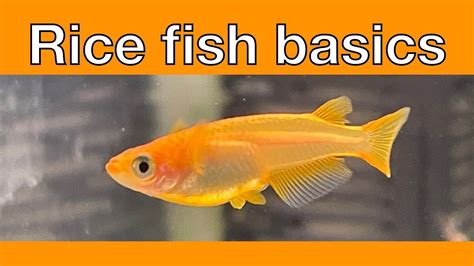 Introduction to Japanese Rice Fish – HousePetsCare.com