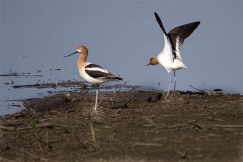 American Avocet — Sacramento Audubon Society