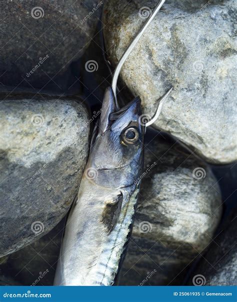 Hooked Fish stock image. Image of hook, closeup, animal - 25061935