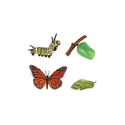 Monarch Butterfly Life Cycle Stage Figures: Butterfly Life Cycle - Life ...