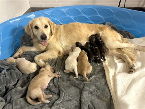 This Golden Retriever is Nursing 3 African Painted Dog Pups at Indiana ...