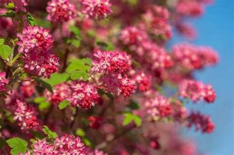 How to Grow and Care for Red-Flowering Currant