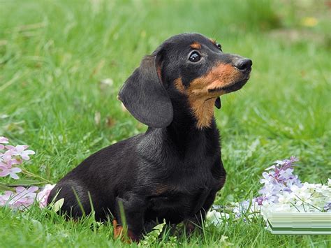 Dachshund - Puppies, Rescue, Pictures, Information, Temperament ...