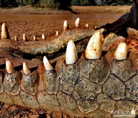 Crocodile Teeth | AfricaHunting.com