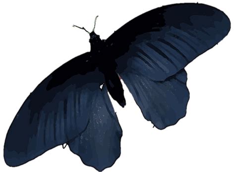 Black butterfly wings offer a model for better solar cells