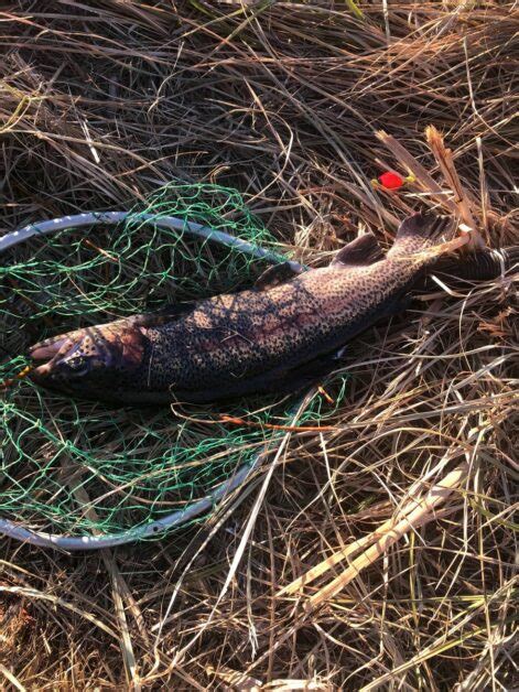 6 Rainbow Trout Fishing Tips for Beginners - Flint and Fish