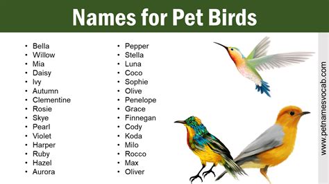 Names For Pet Birds: Perfect Names For Your Feathered, 40% OFF