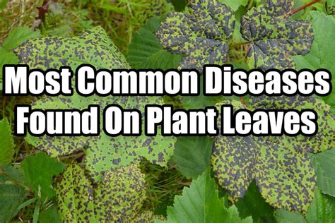 The Most Common Diseases Found on Plant Leaves – Indoor Gardening Guide