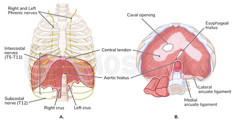 Anatomy of the diaphragm | Osmosis