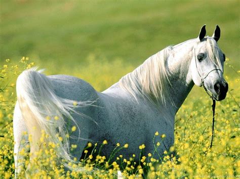 Arabian Horse Wallpapers - Top Free Arabian Horse Backgrounds ...