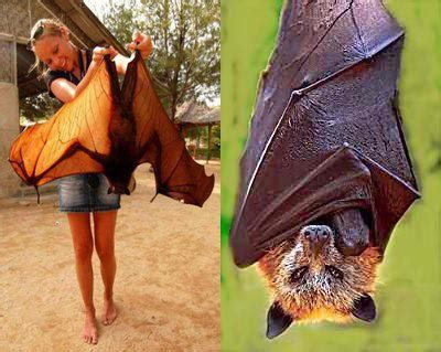 Bats come in all shapes and sizes — theinvertedperspective