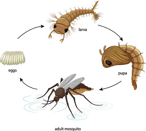 Diagramme montrant le cycle de vie des moustiques sur fond blanc ...