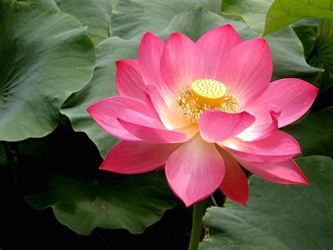 Pink Lotus Flowers - Flower HD Wallpapers, Images, PIctures, Tattoos ...