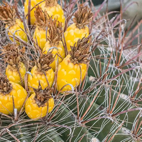 How to Eat Barrel Cactus Fruit - FORAGER | CHEF