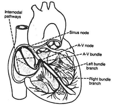 Cross section ofthe heart showing the sinoatrial node and the ...