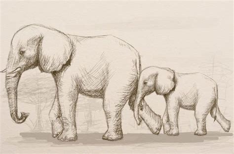 How To Draw A Realistic Baby Elephant Step By Step - naianecosta16