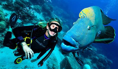 Scuba Diving Tour for Non-Certified Divers, Full Day - Great Barrier ...