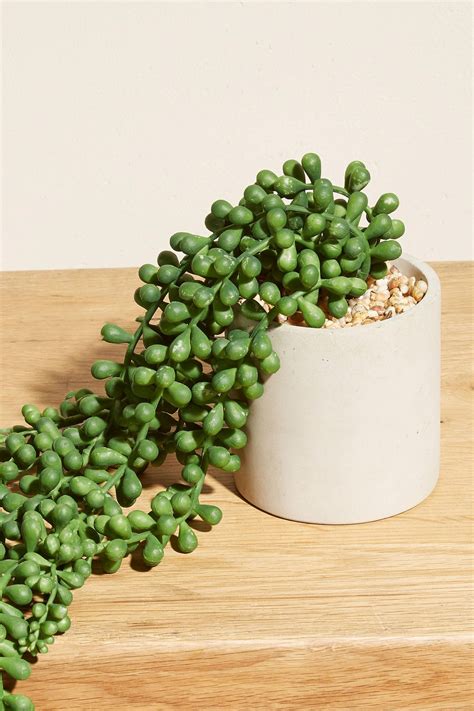 Buy Trailing Succulent Plant from the Next UK online shop | Plants ...