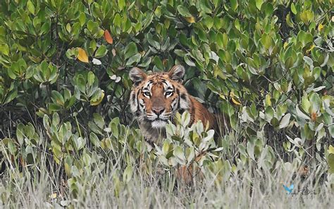 In India's Sundarbans: Where People Live Face-To-Face With Wild Tigers ...