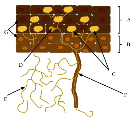 Mycorrhiza - Wikipedia