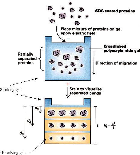 Separating Protein with SDS-PAGE | Society for Mucosal Immunology