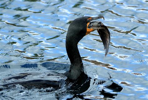 Anglers urging government to allow shooting of more cormorants to stop ...