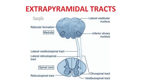 Extrapyramidal Tracts - YouTube