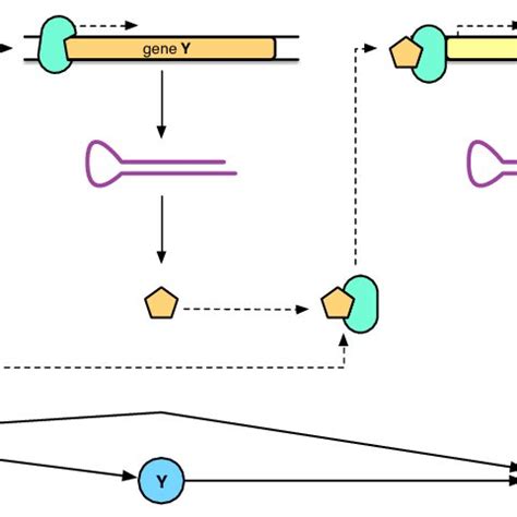 Simplified representation of the regulatory mechanisms involved in a ...